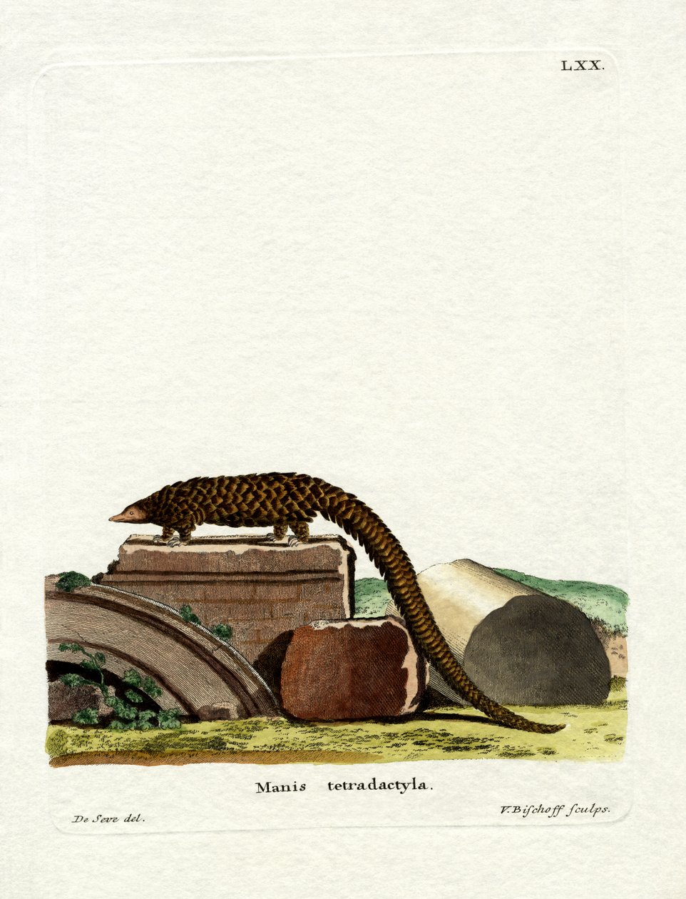 Pangolin à longue queue - German School
