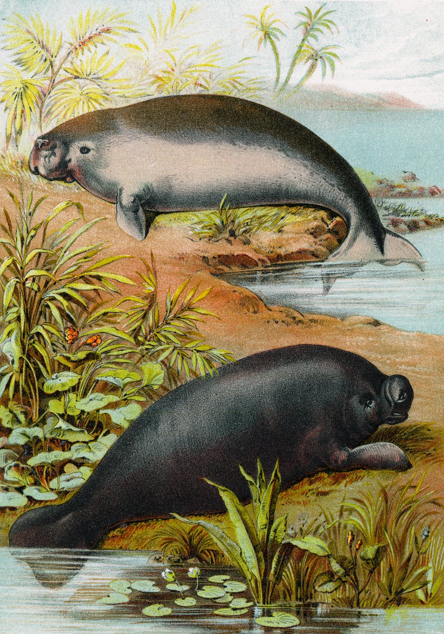 Lamantin et Dugong, vers 1880 - German School