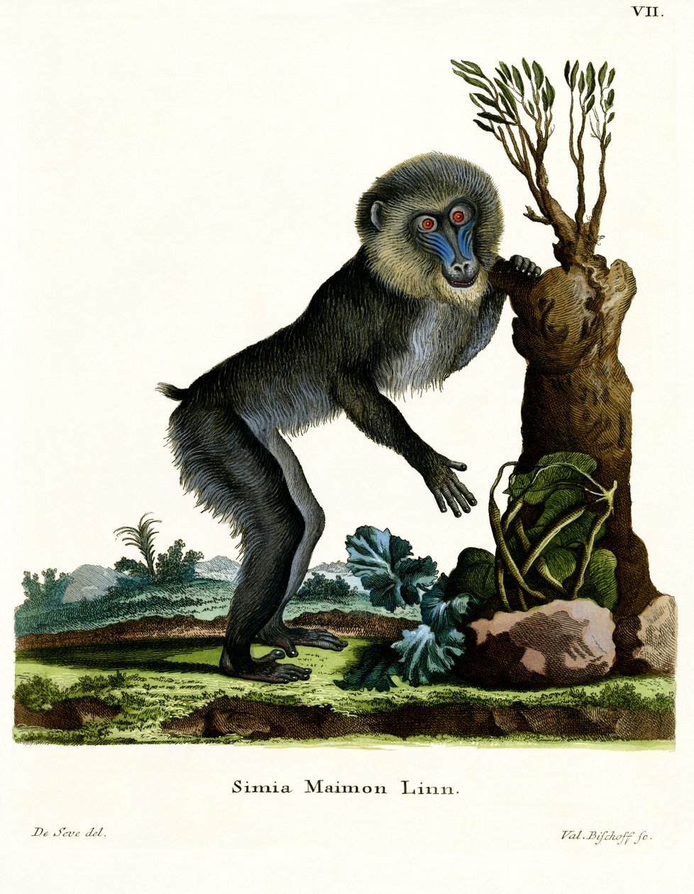 Mandrill - German School