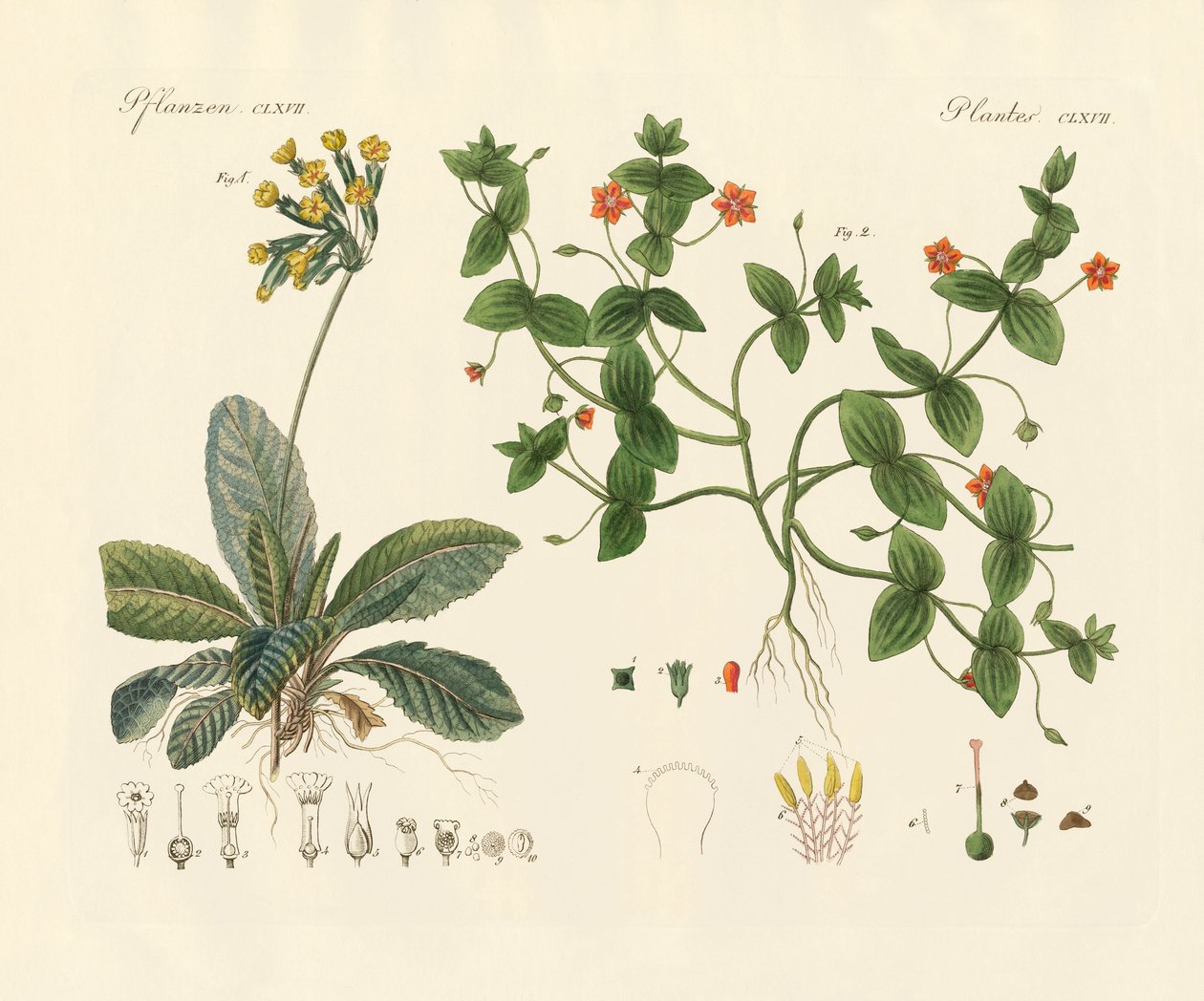 Plantes médicinales - German School