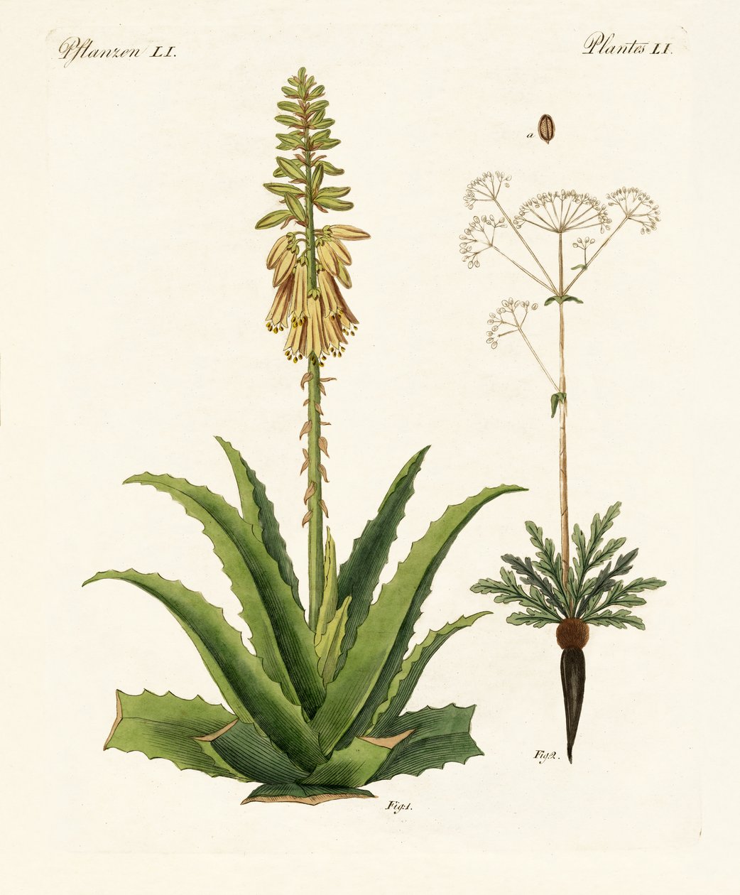 Plantes médicinales - German School