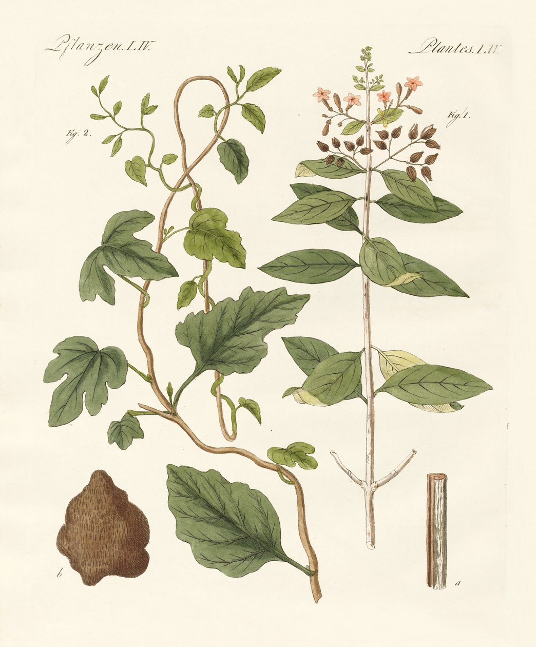 Plantes médicinales - German School