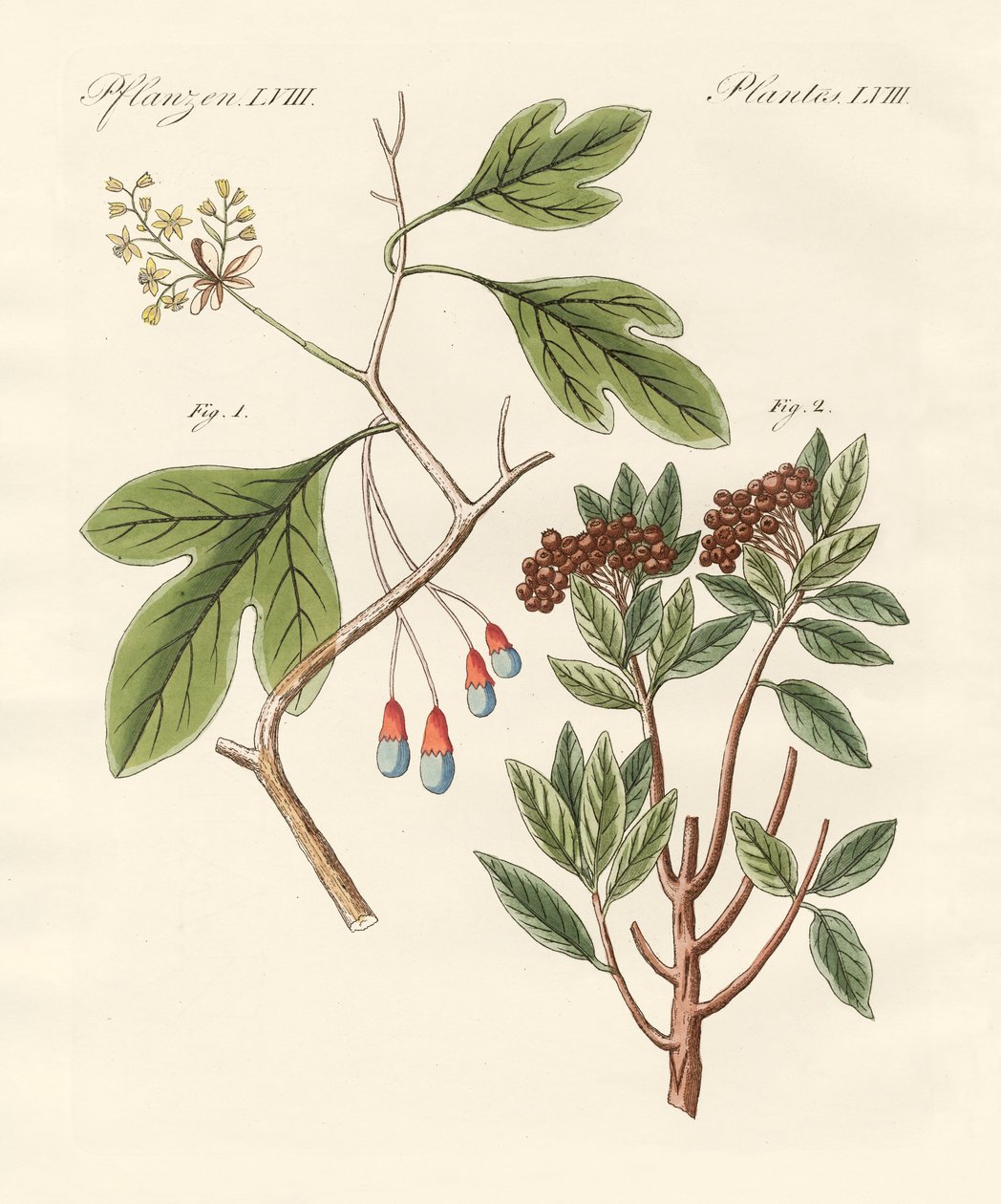 Plantes médicinales - German School