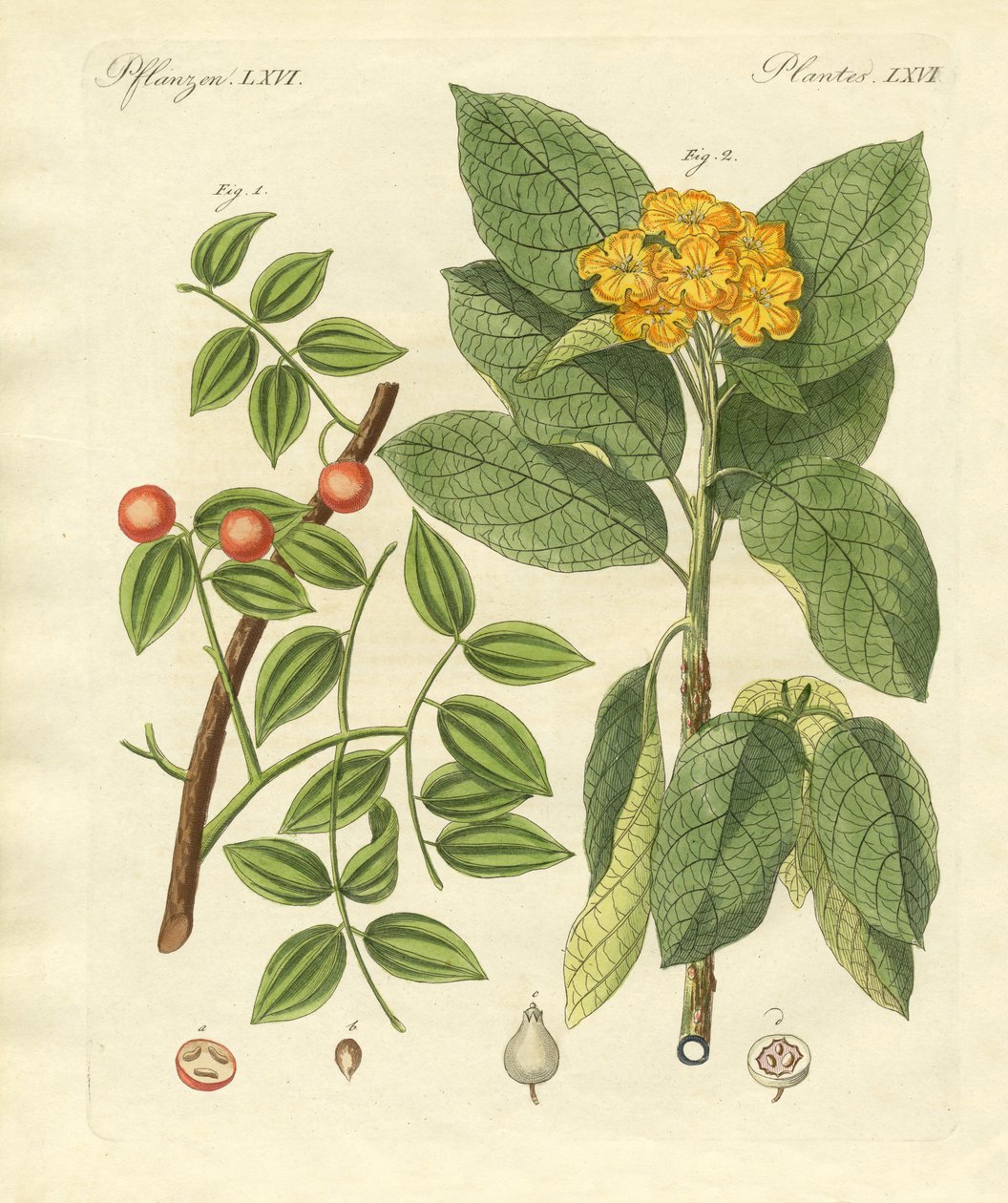 Plantes médicinales - German School