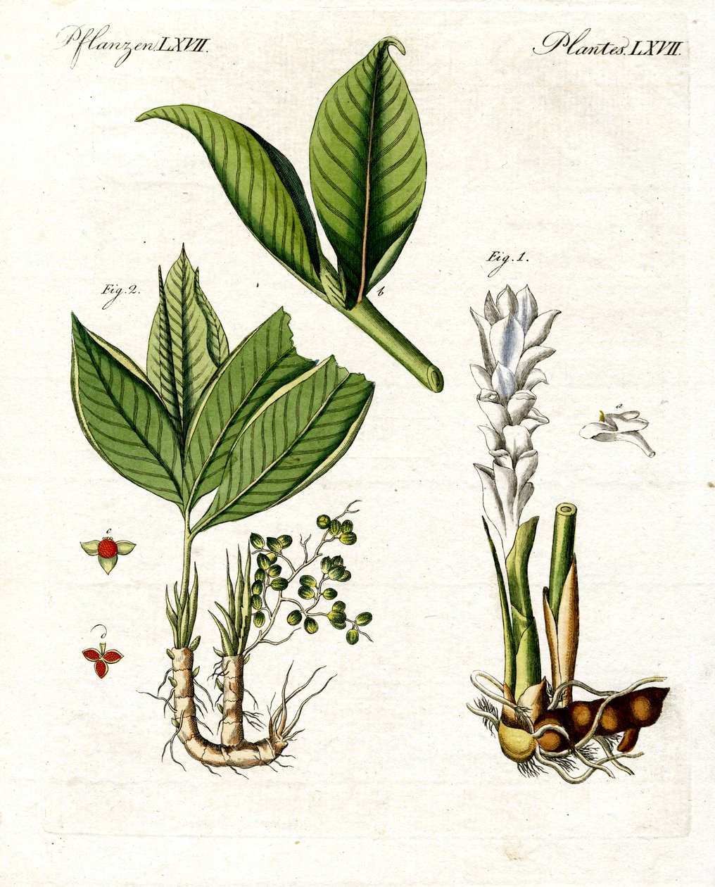 Plantes médicinales - German School