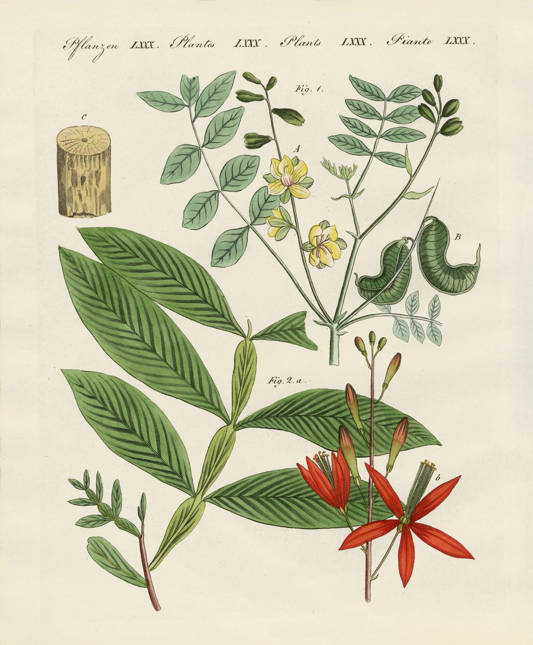 Plantes médicinales - German School