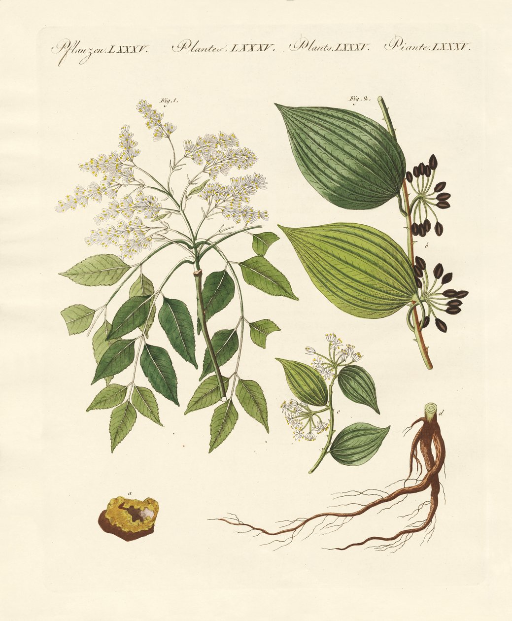 Plantes médicinales - German School