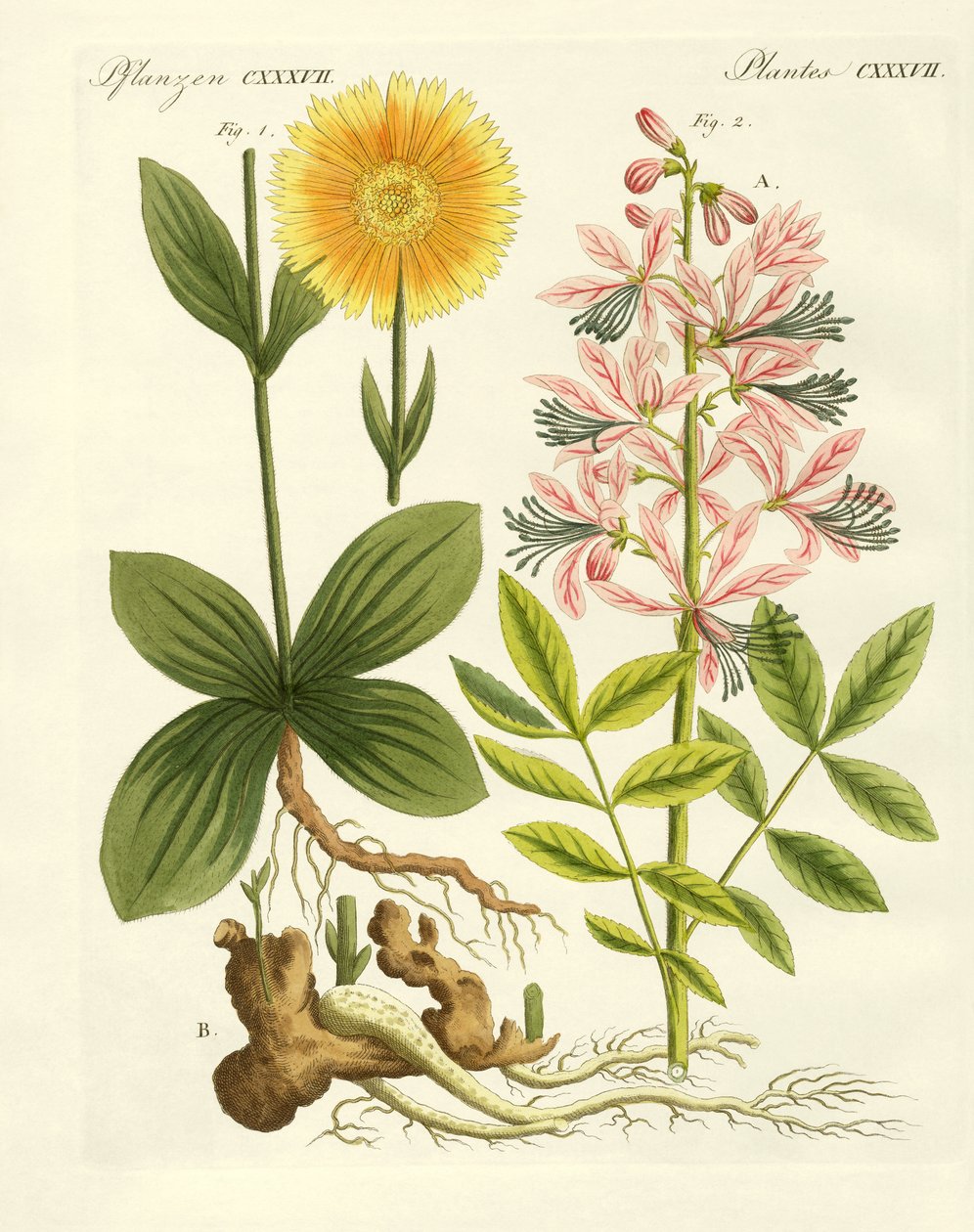 Plantes médicinales - German School