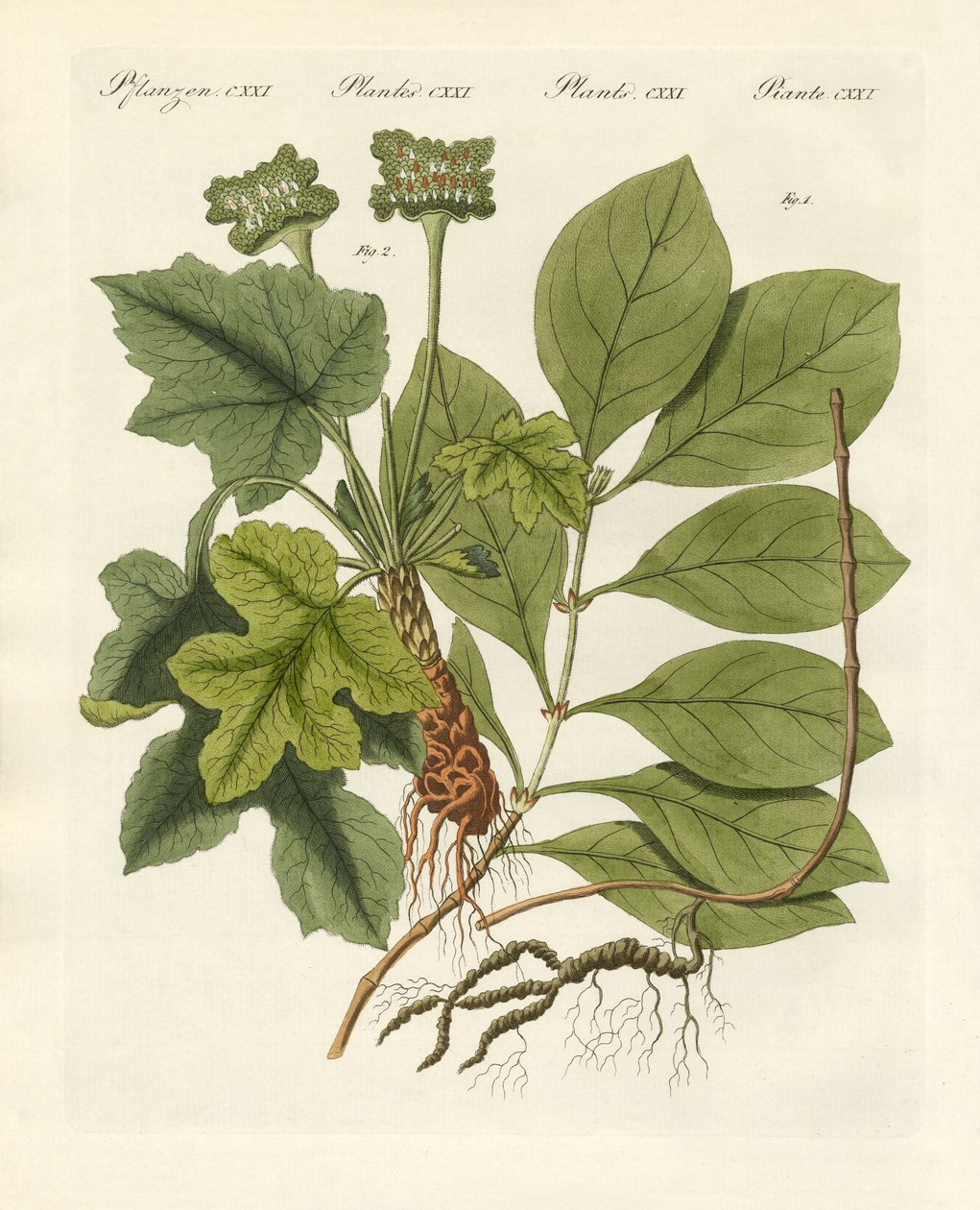 Plantes médicinales - German School