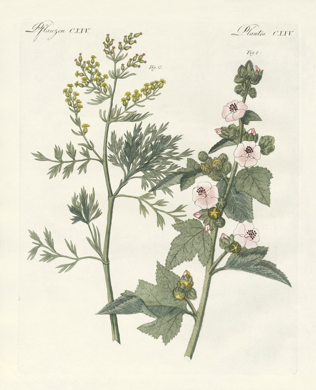 Plantes médicinales - German School