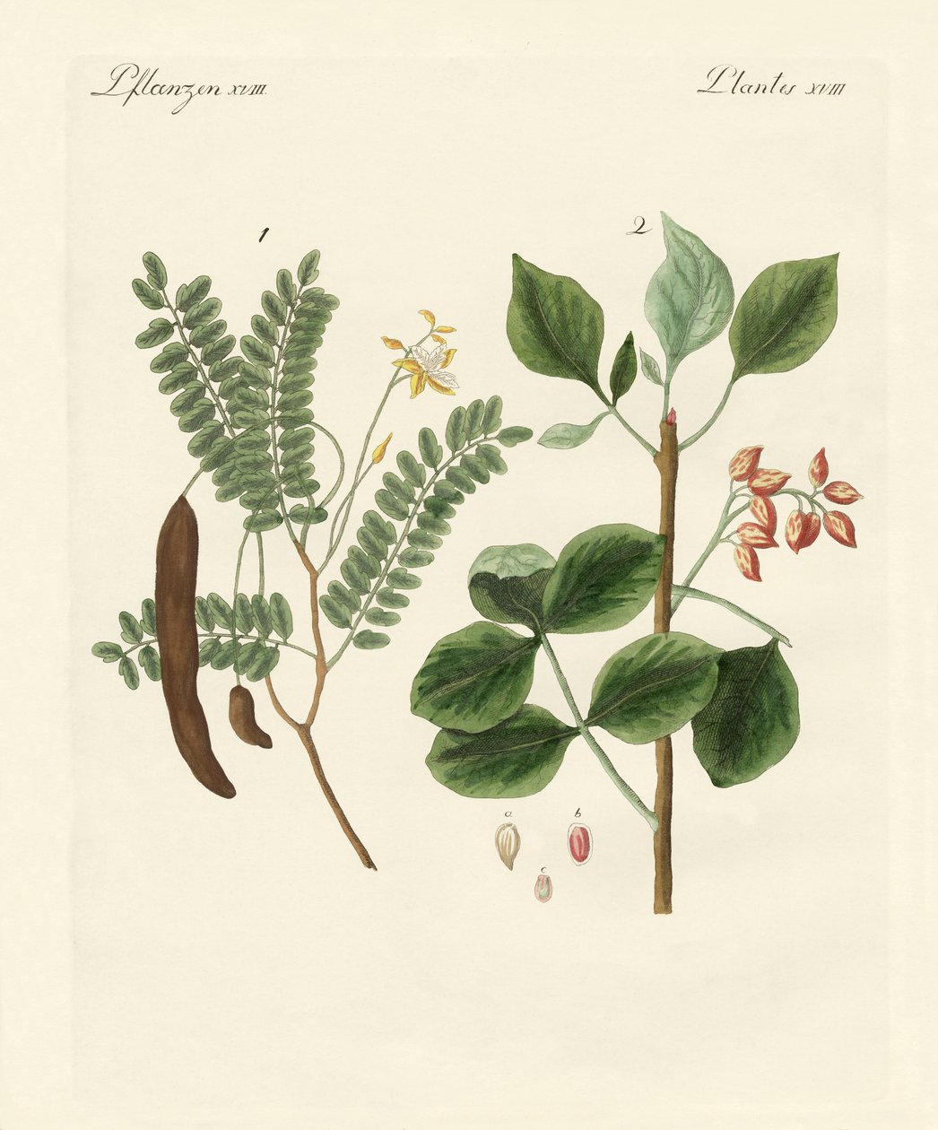 Plantes médicinales - German School