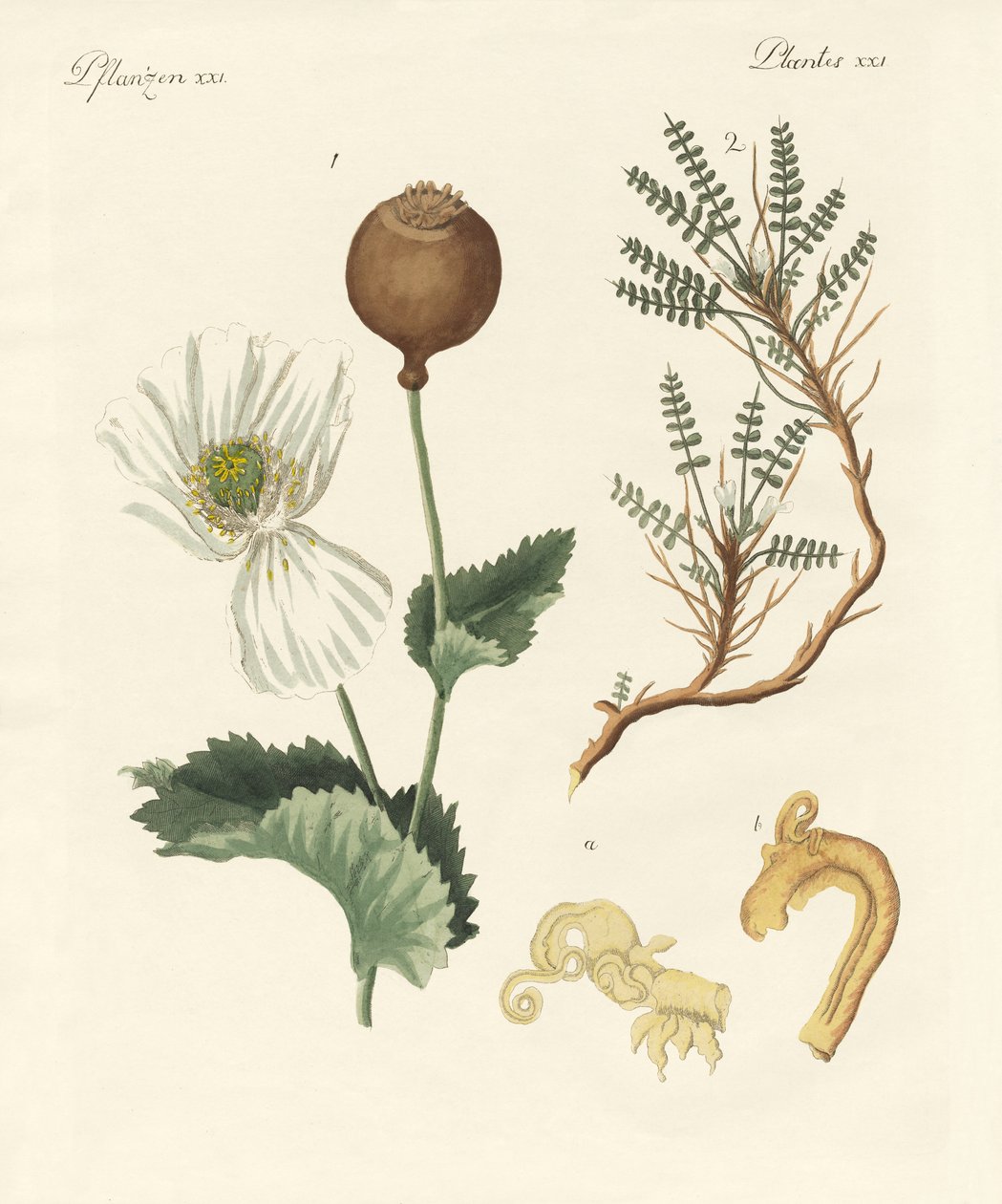 Plantes médicinales - German School