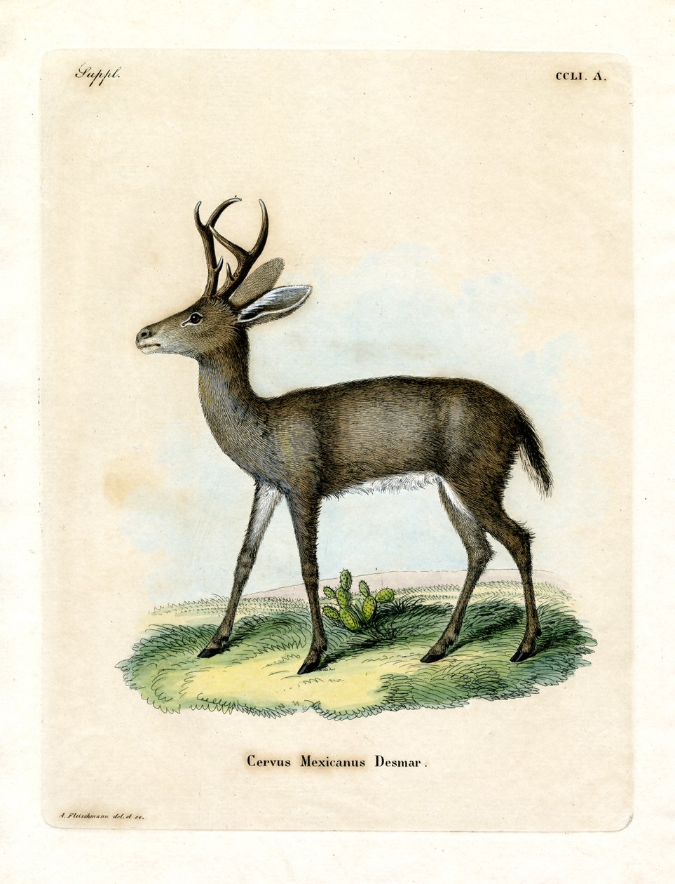 Cerf mexicain - German School