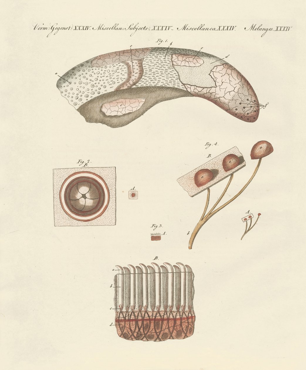 Étude microscopique de la langue de la vache - German School