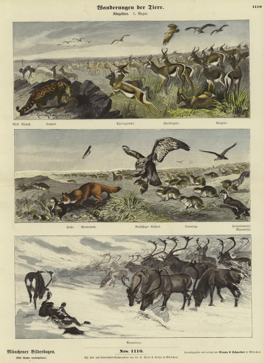 Migrations des animaux - German School