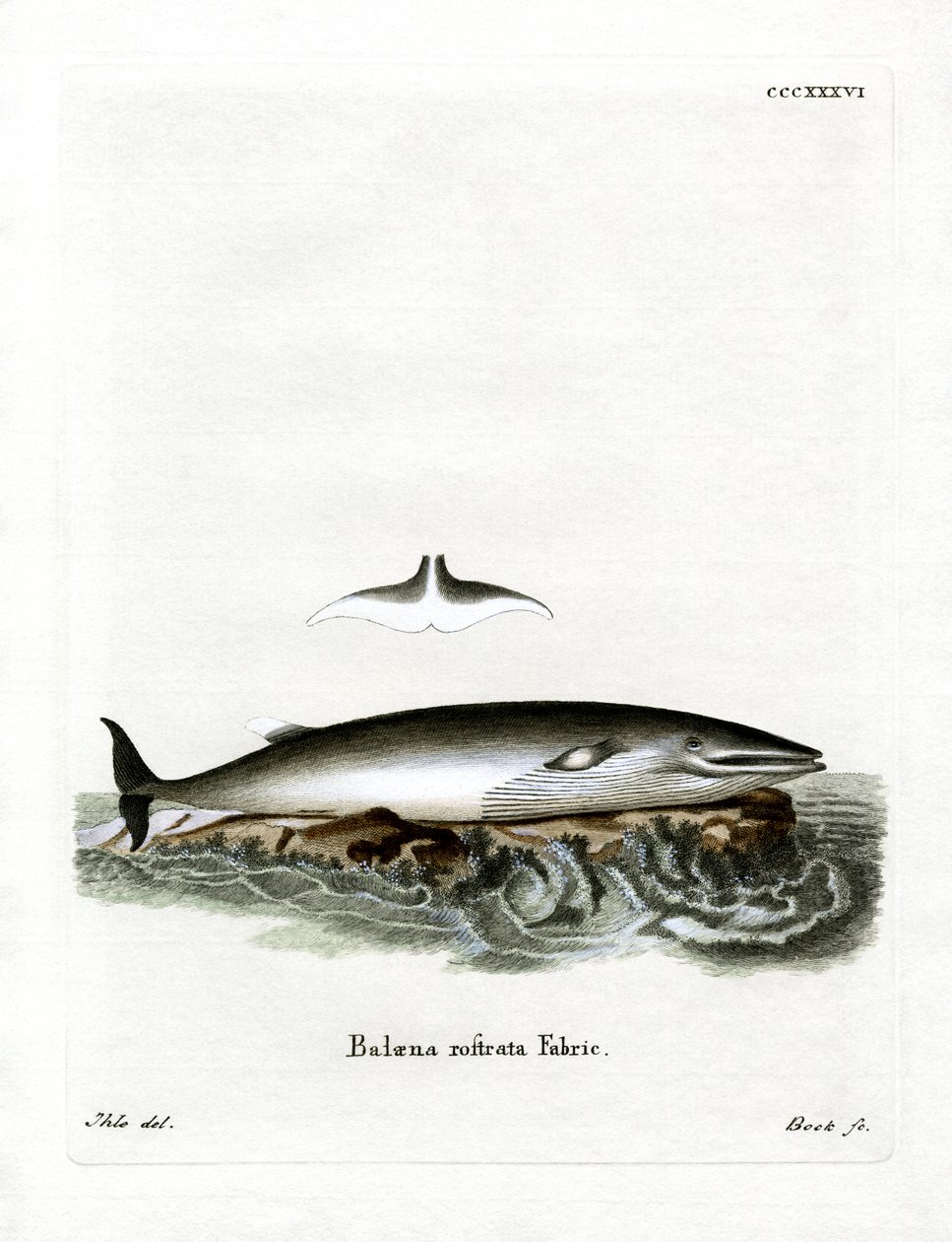 Baleine de Minke - German School