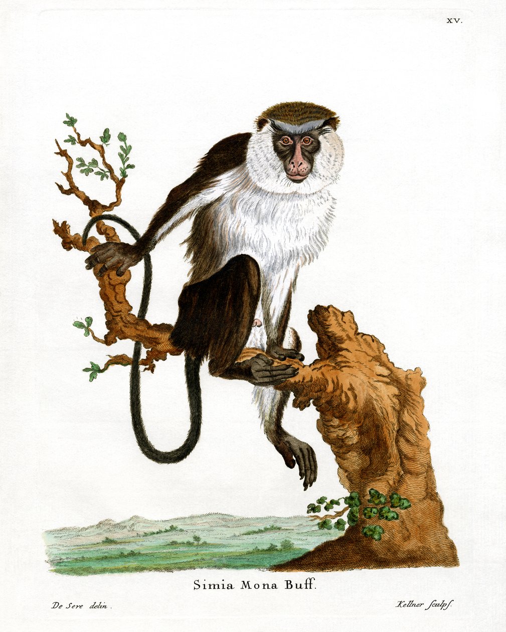 Singe mona - German School