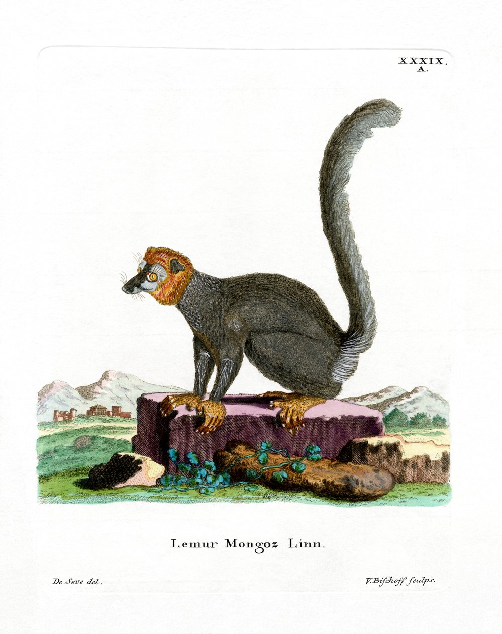 Lémur mongous - German School
