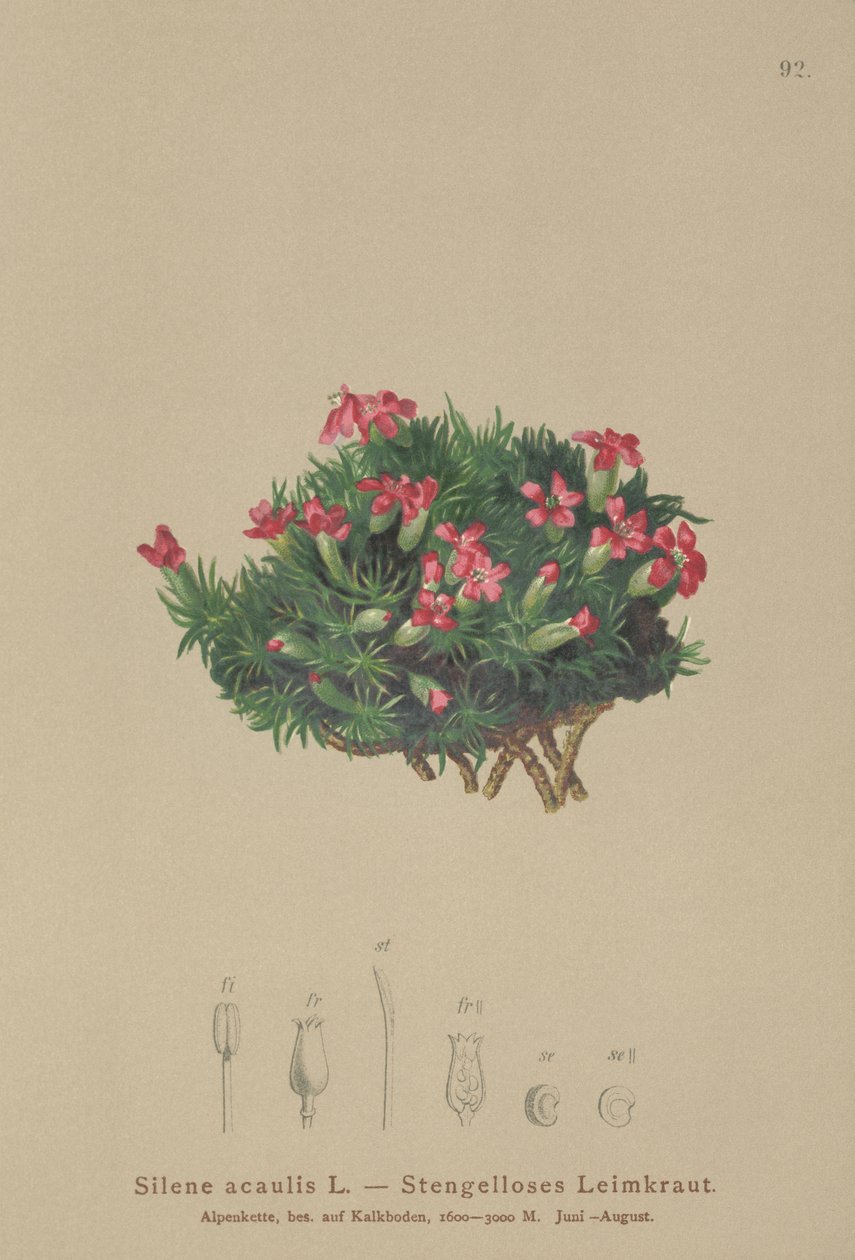 Compagnon mousse (Silene acaulis) - German School