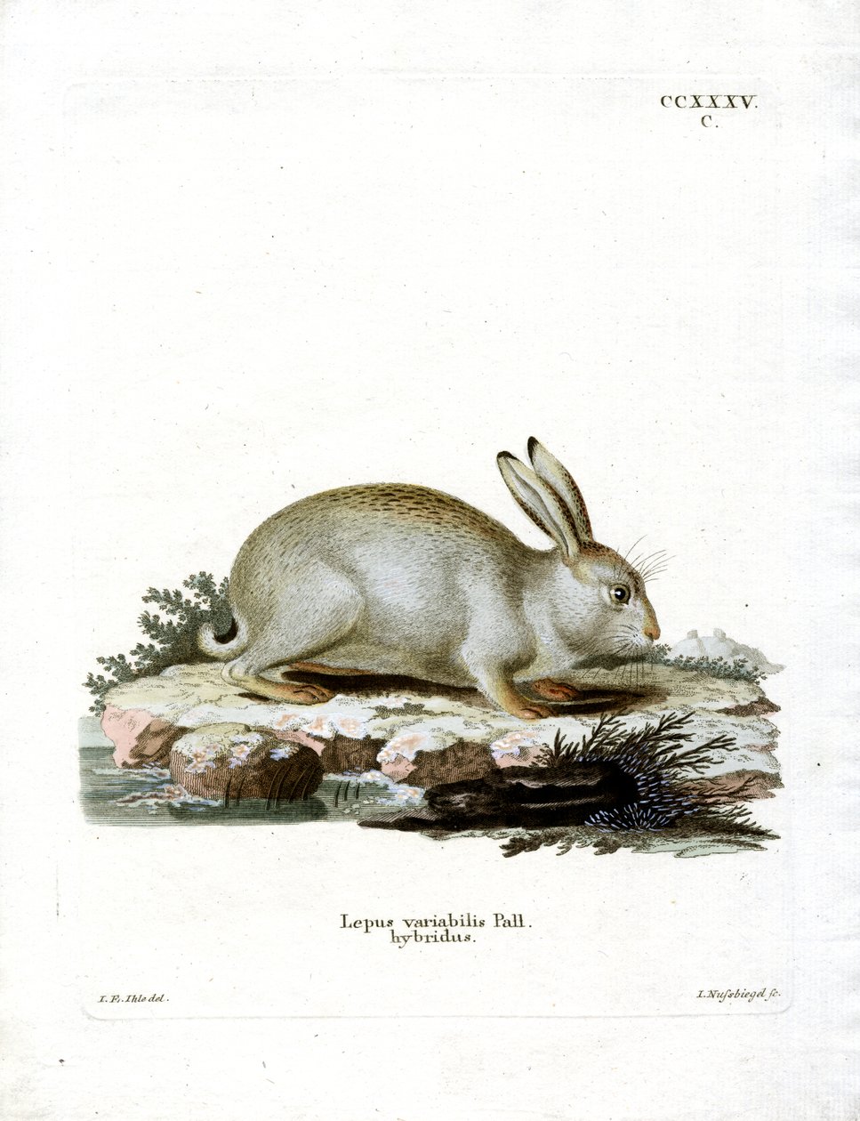 Lièvre variable - German School