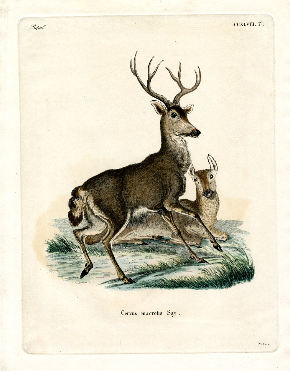 Cerf mulet - German School