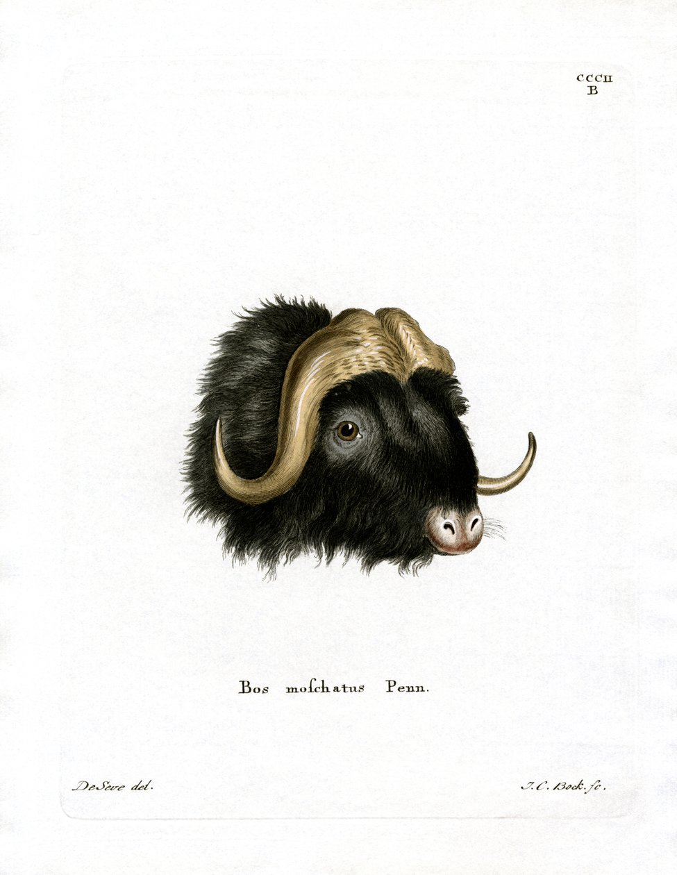 Tête de bœuf musqué - German School