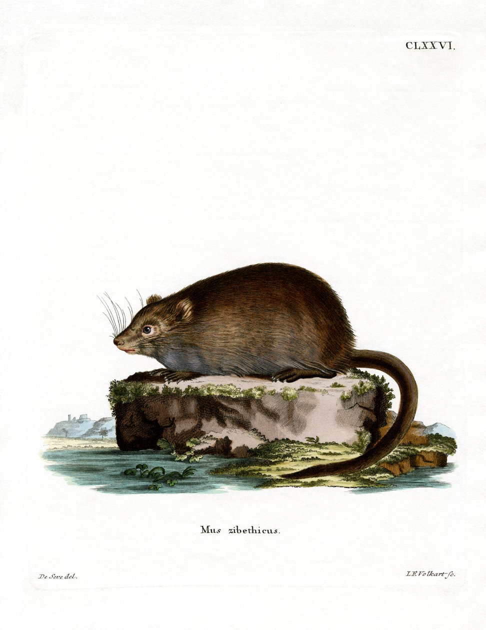 Rat musqué - German School