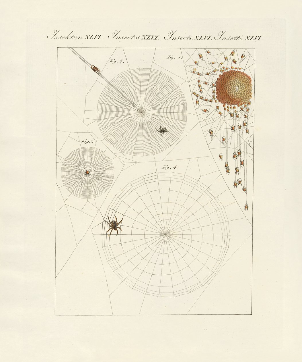 Histoire naturelle de l