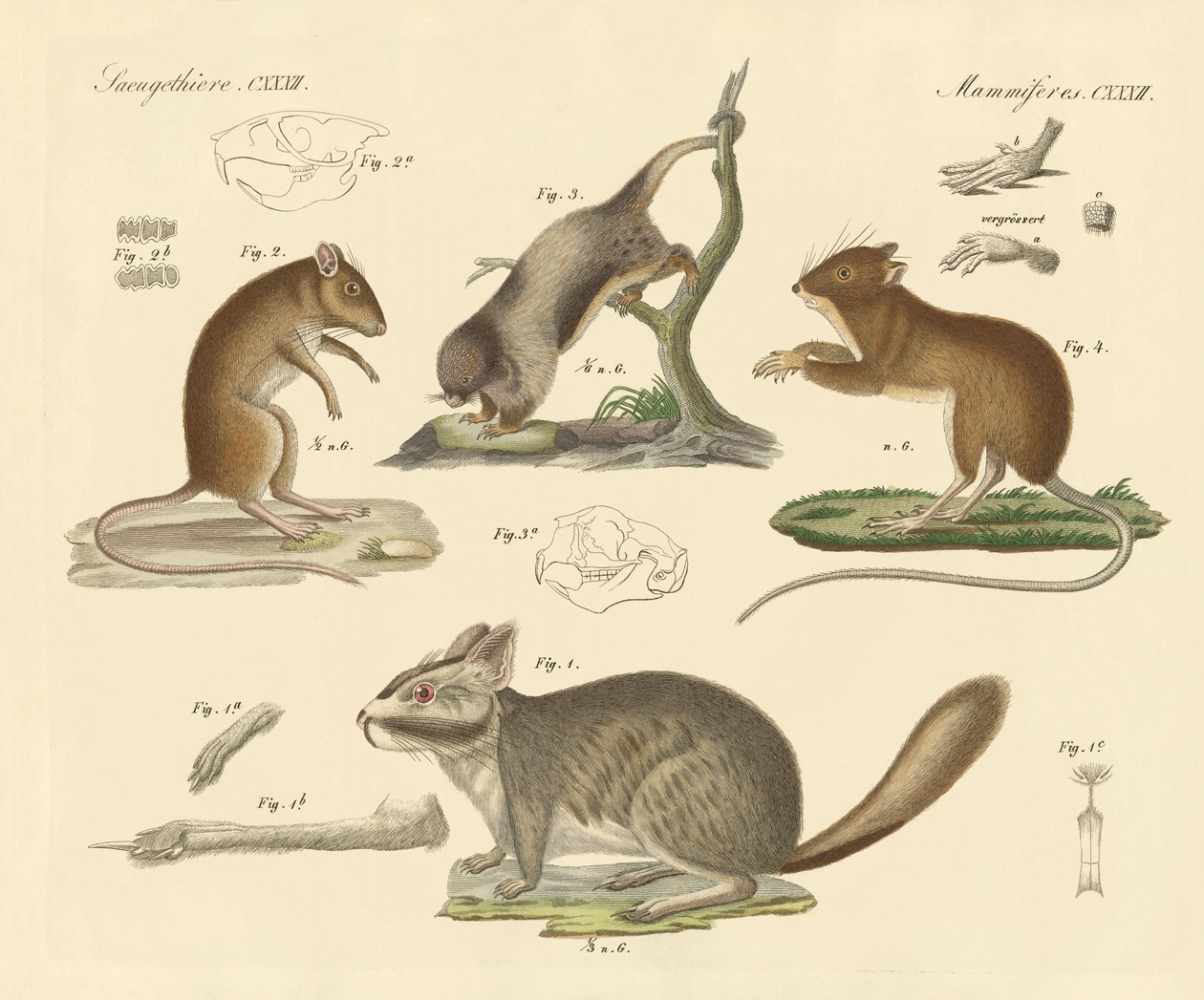 Nouveaux rongeurs - German School