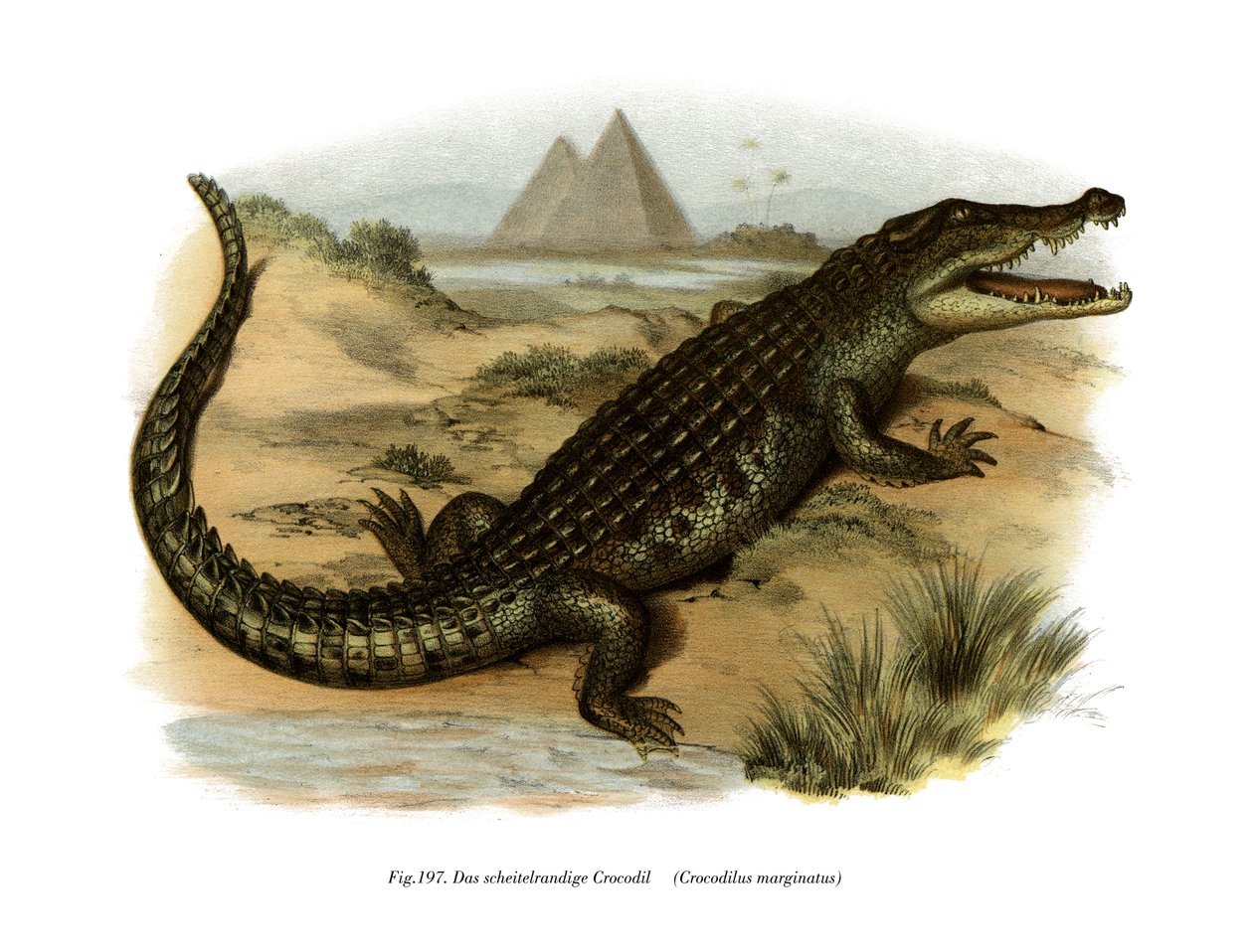 Crocodile du Nil - German School
