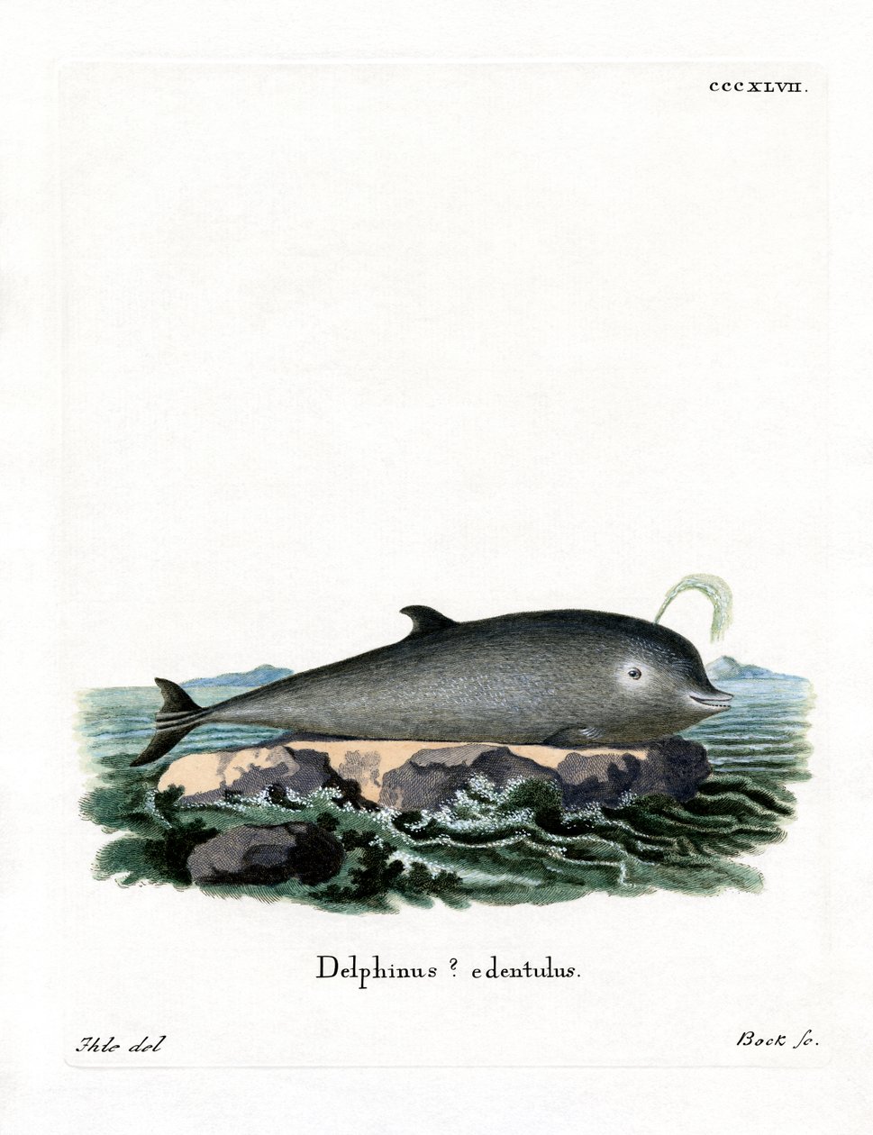 Baleine à bec commune - German School