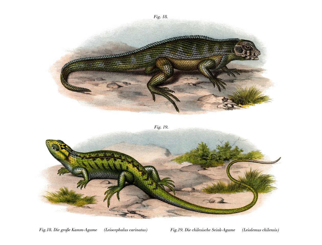 Lézard à queue bouclée du Nord - German School