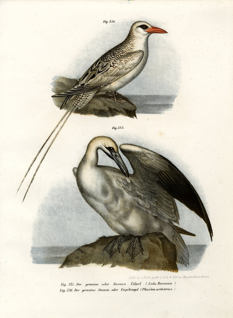 Fou de Bassan, 1864 - German School
