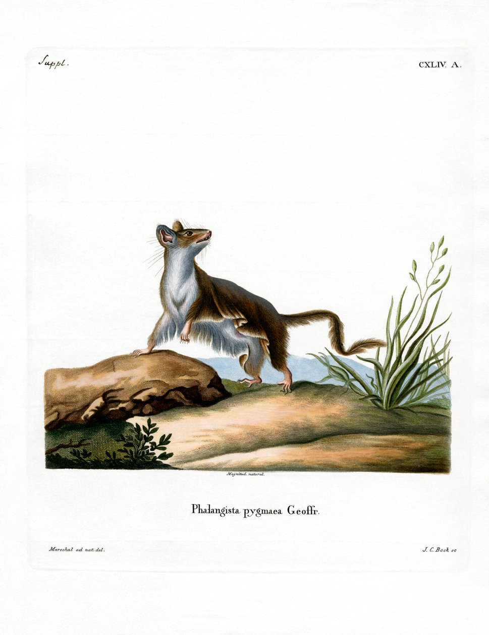 Souris opossum - German School
