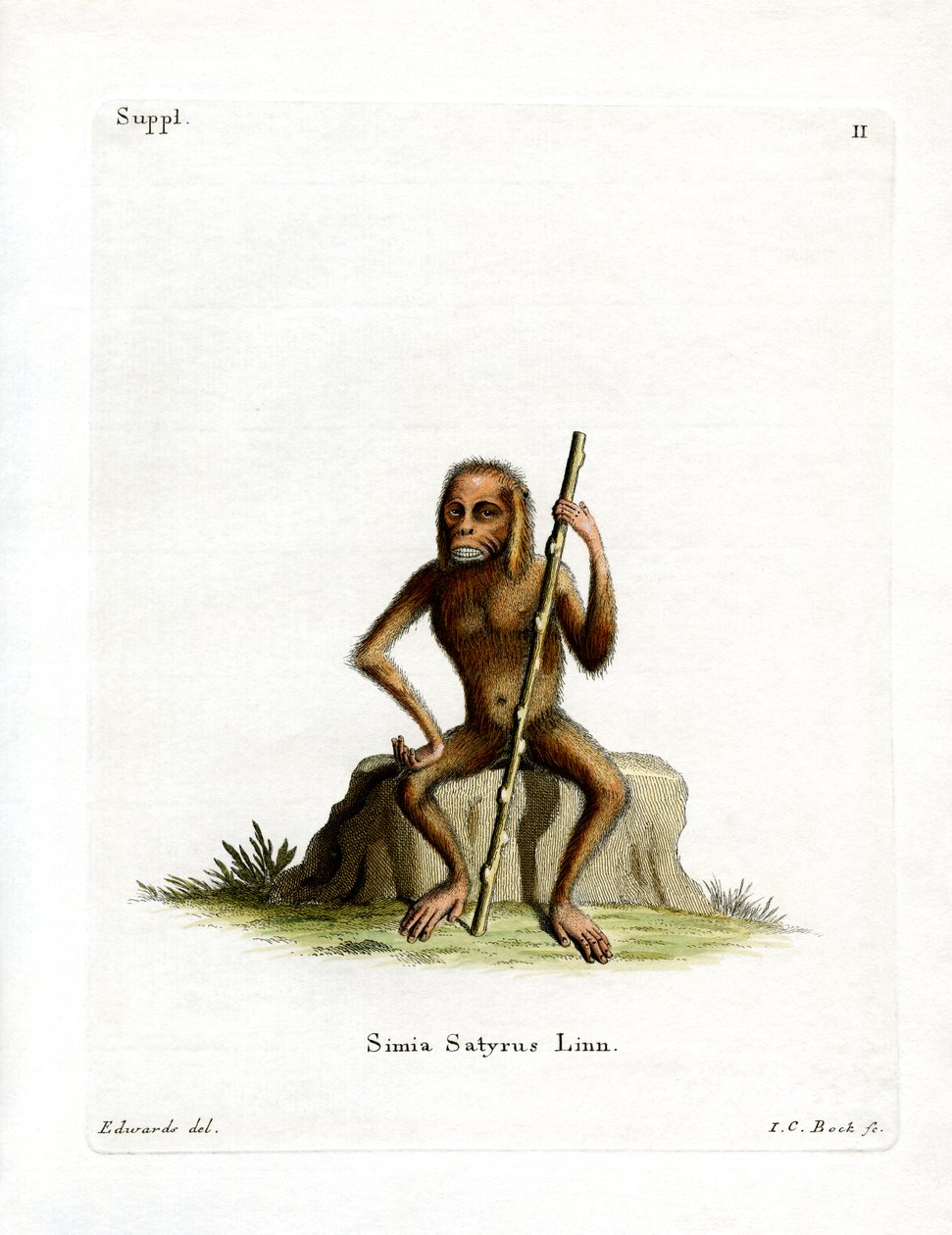 Orang-Outan - German School