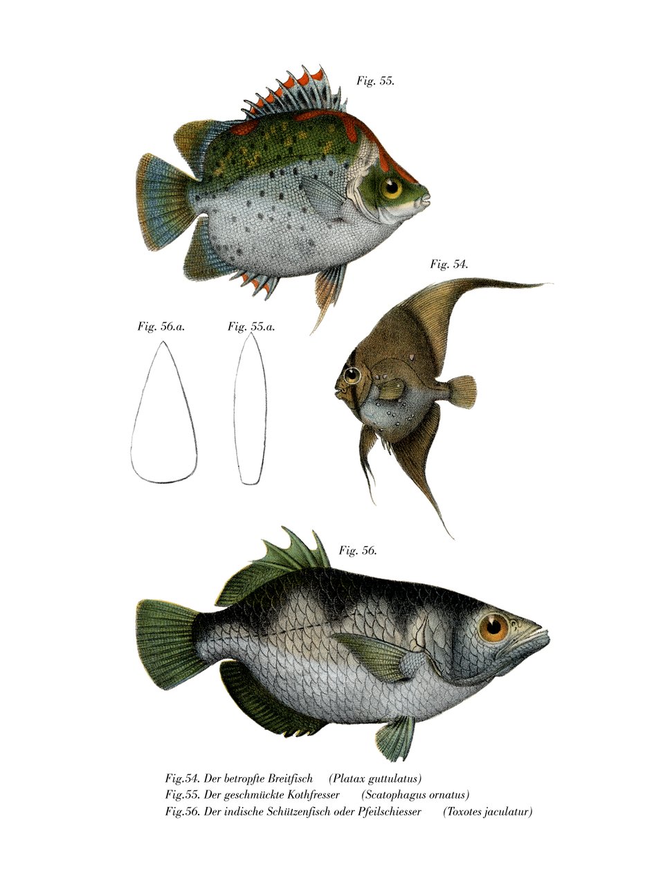 Poisson chauve-souris orbiculé - German School