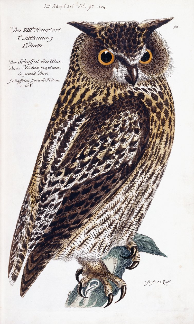 Hibou, 1733-1763 - German School