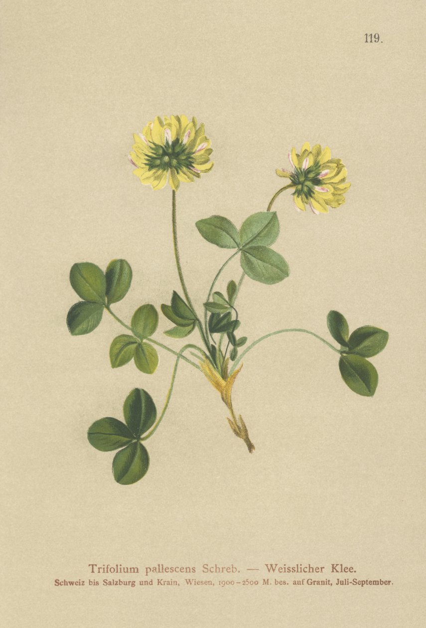 Trèfle pâle (Trifolium pallescens) - German School