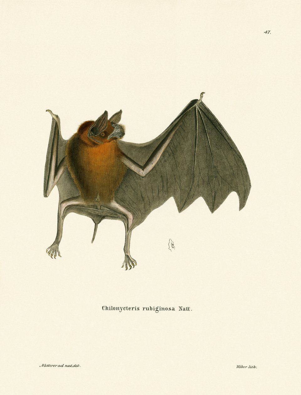 Chauve-souris moustachée de Parnell - German School