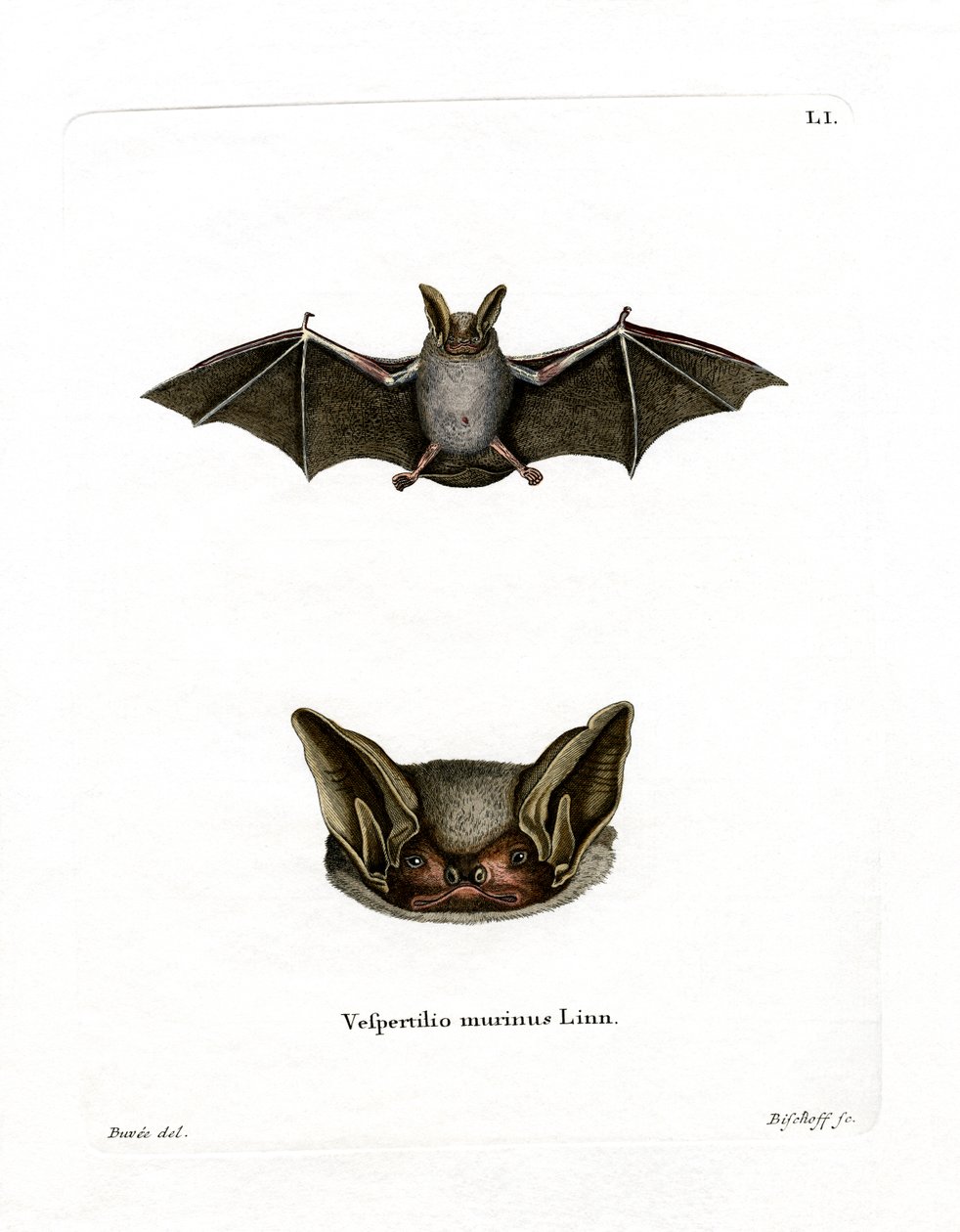 Chauve-souris bicolore - German School