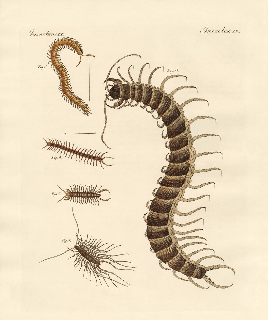 Insectes particuliers - German School