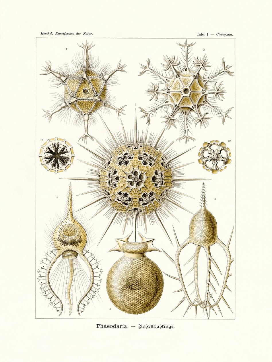 Phaeodaria, 1899-1904 - German School