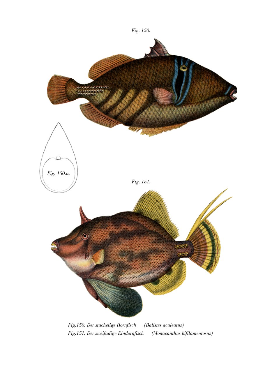 Poisson Picasso - German School