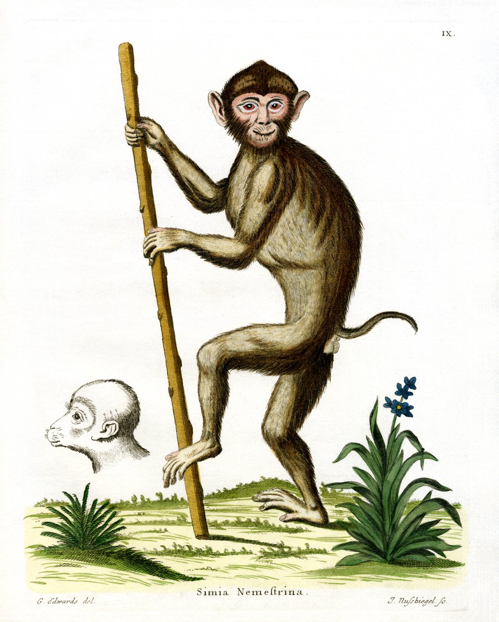 Macaque à queue de cochon - German School