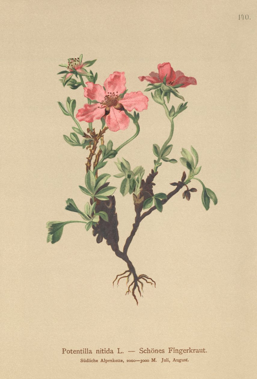 Potentille rose (Potentilla nitida) - German School