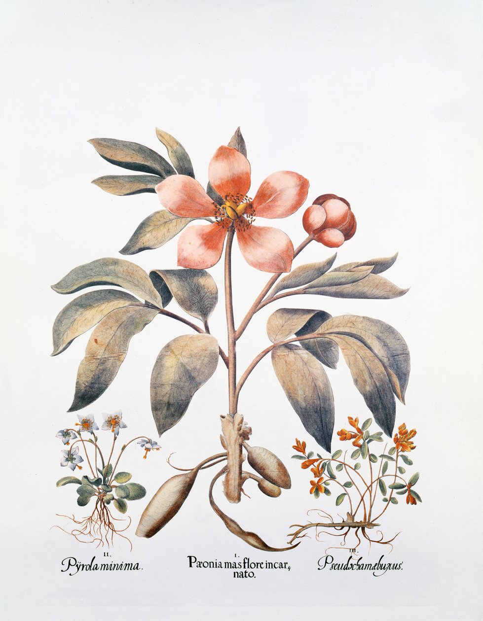 Pivoine rose - German School