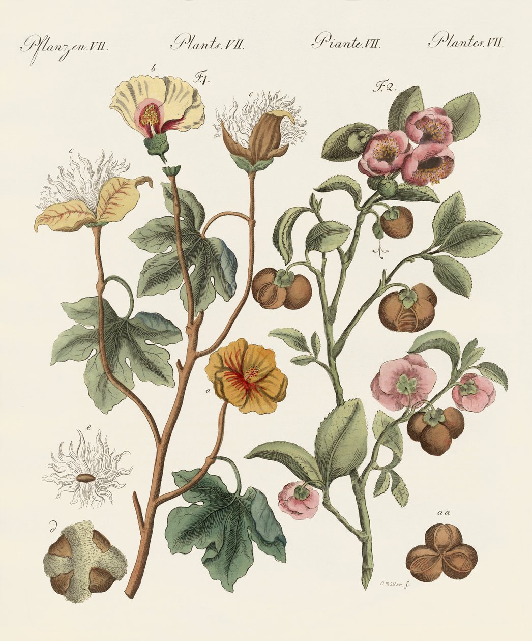 Plantes des pays chauds - German School