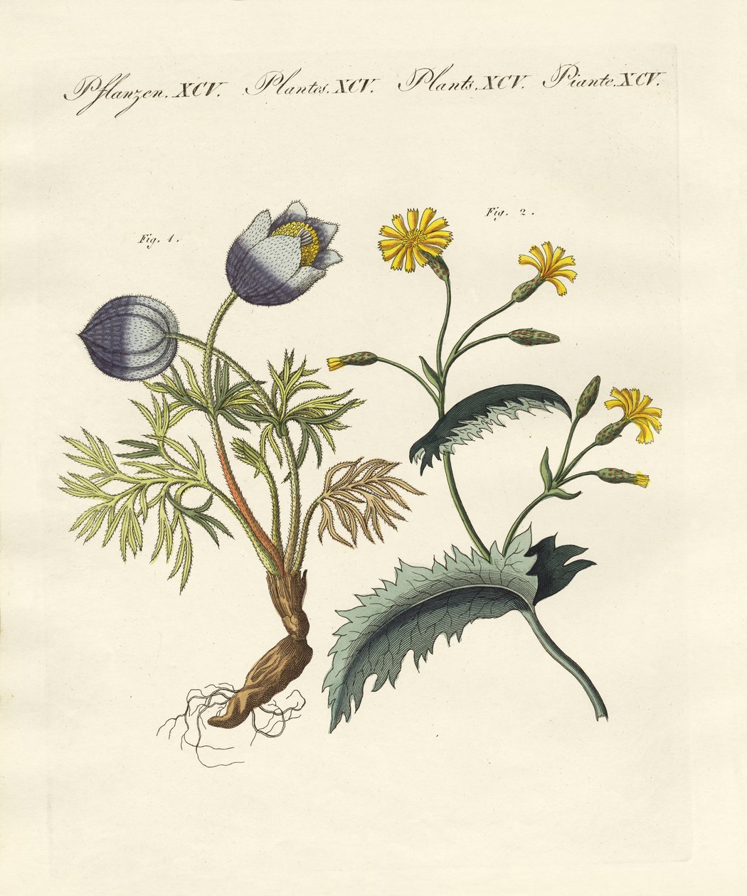 Plantes toxiques allemandes - German School