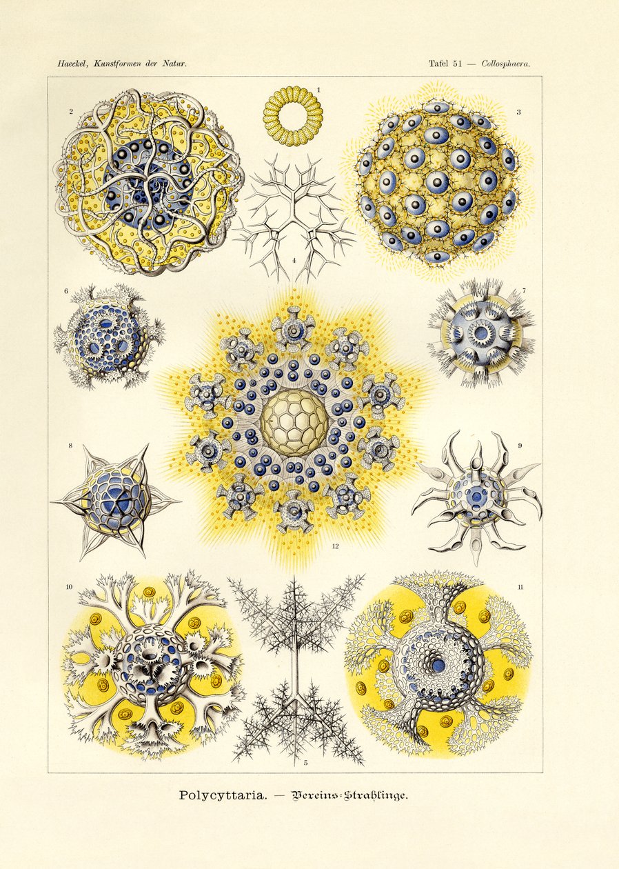 Polycyttaria - German School