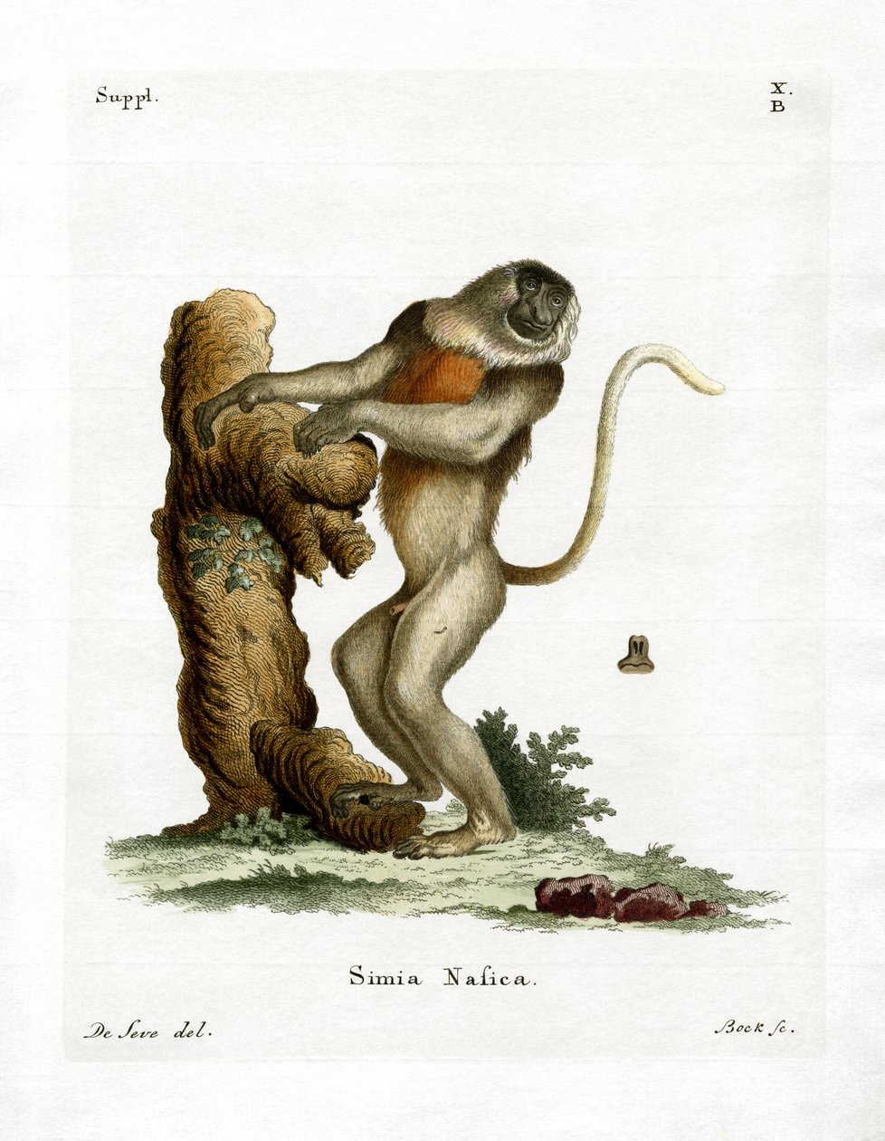Singe nasique - German School